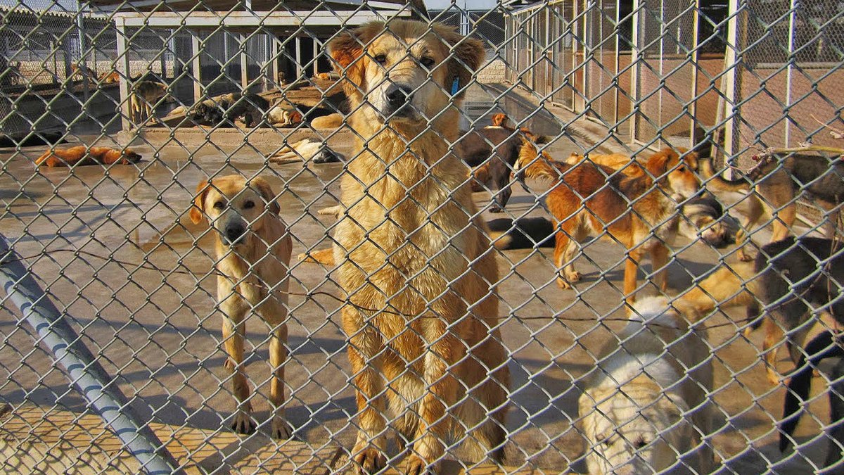 İçişleri Bakanlığı, hayvan hakları için sahada!