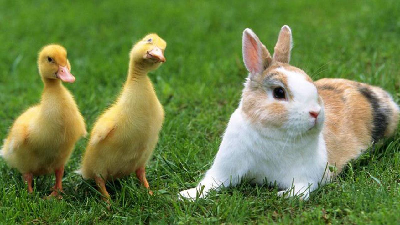 4 Ekim Dünya Hayvanları Koruma Günü nedir? Hayvan hakları nelerdir?