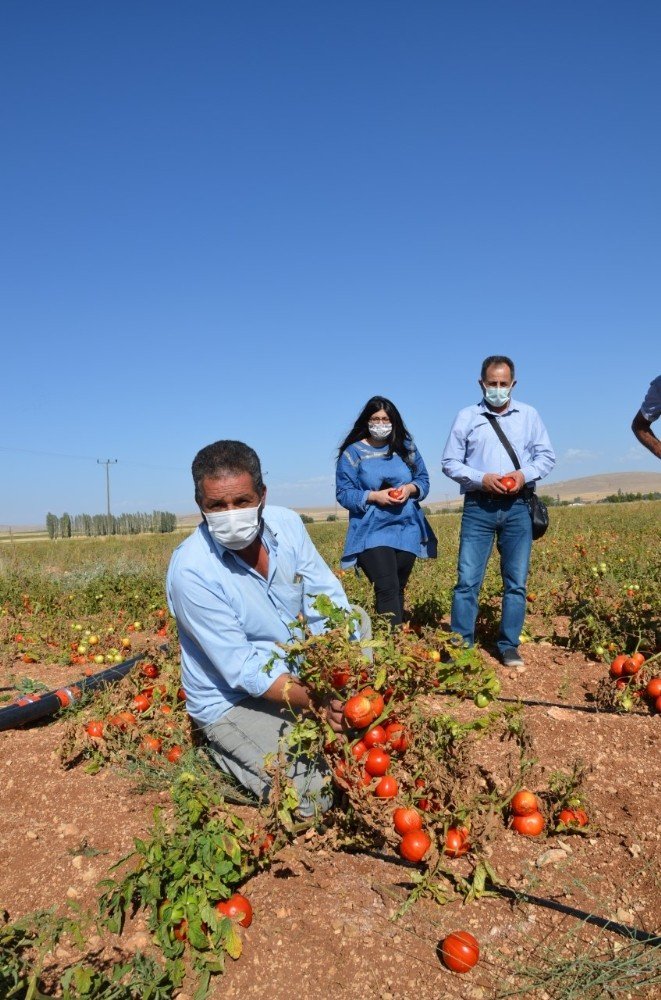 Domatesin fiyatındaki uçurum çiftçileri isyan ettirdi: Tarlada 50 kuruş, pazarda 3 lira