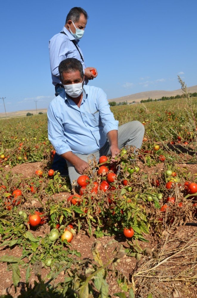 Domatesin fiyatındaki uçurum çiftçileri isyan ettirdi: Tarlada 50 kuruş, pazarda 3 lira