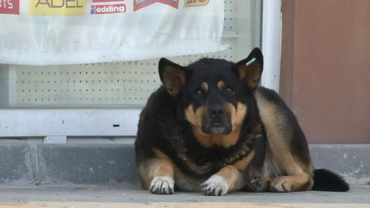 HAYTAP Yönetim Kurulu Başkanı Şenpolat: Tasa olmazsa yasa da olmaz!
