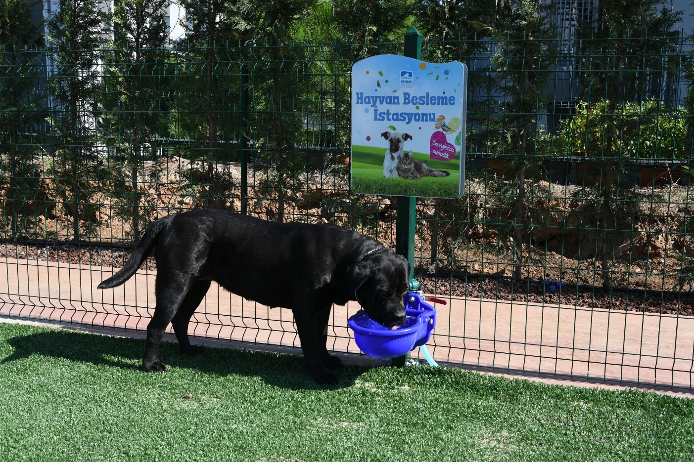 Pendik'te Neşeli Patiler Köpek Eğitim Parkı hizmete girdi!