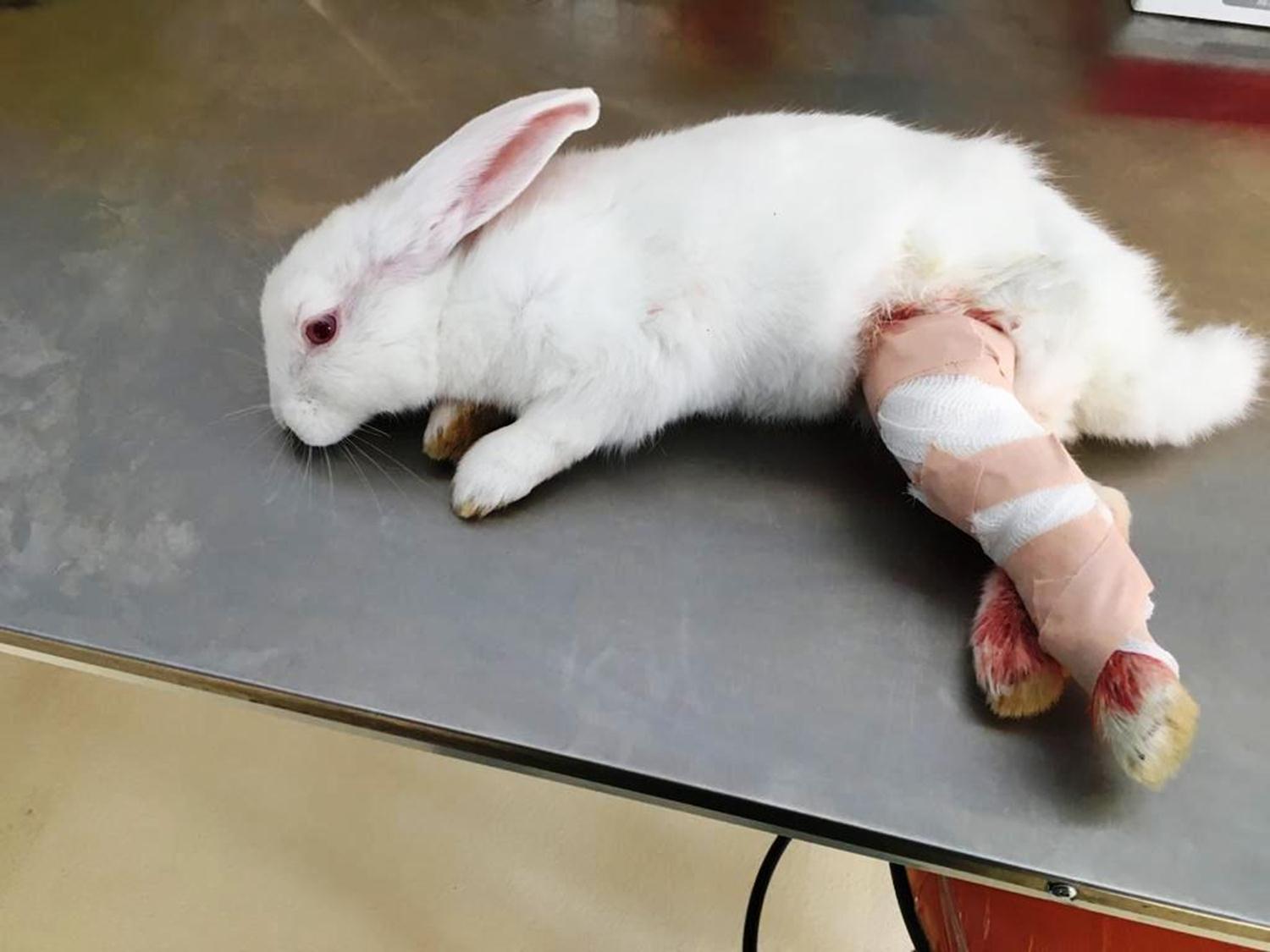 Görevlileri ateş açıp kaçmışlardı: Kaçak avcılara 23 bin TL ceza