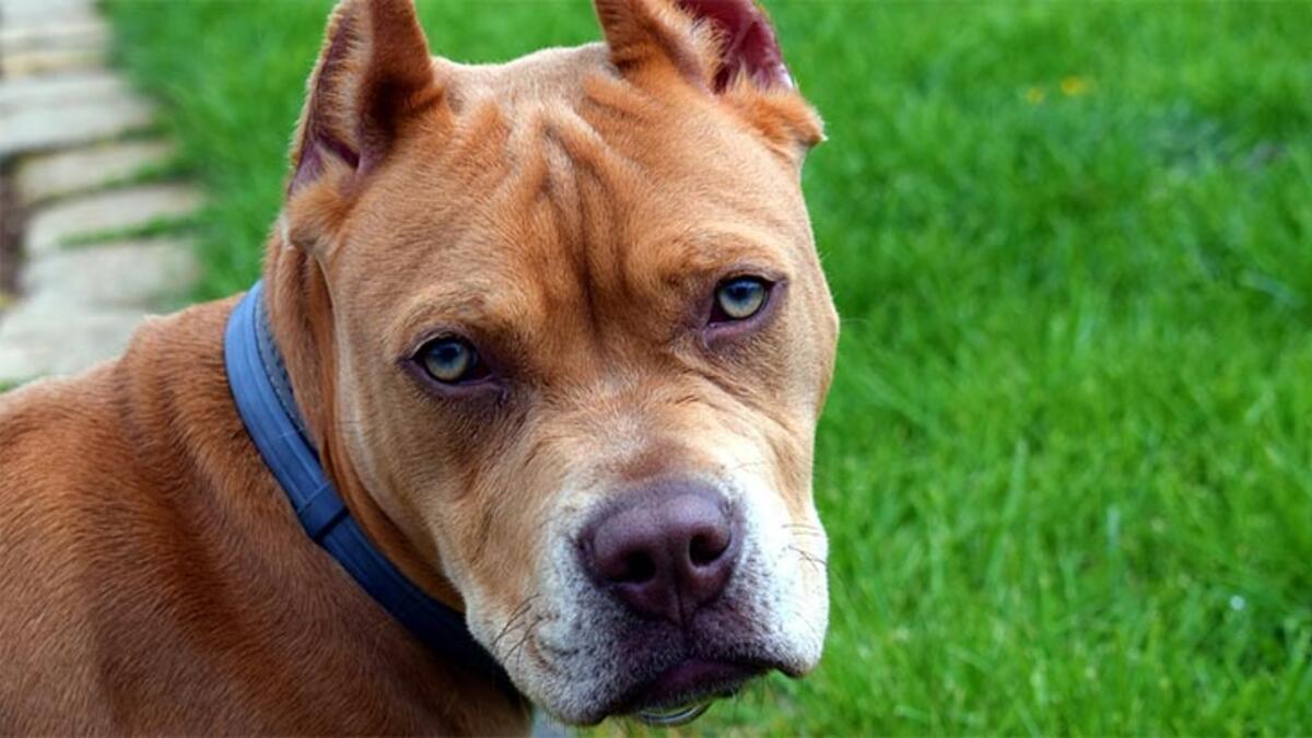 Samsun'da pitbull dehşeti: 12 yaşındaki Tuğba'nın vücuduna 60 dikiş atıldı