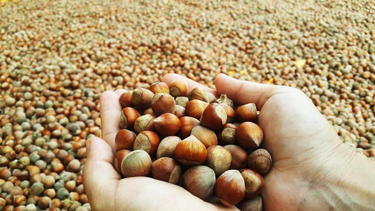Fındık fiyatları açıklandı! Fındık fiyatları ne kadar? 14 Ekim fındık fiyatları