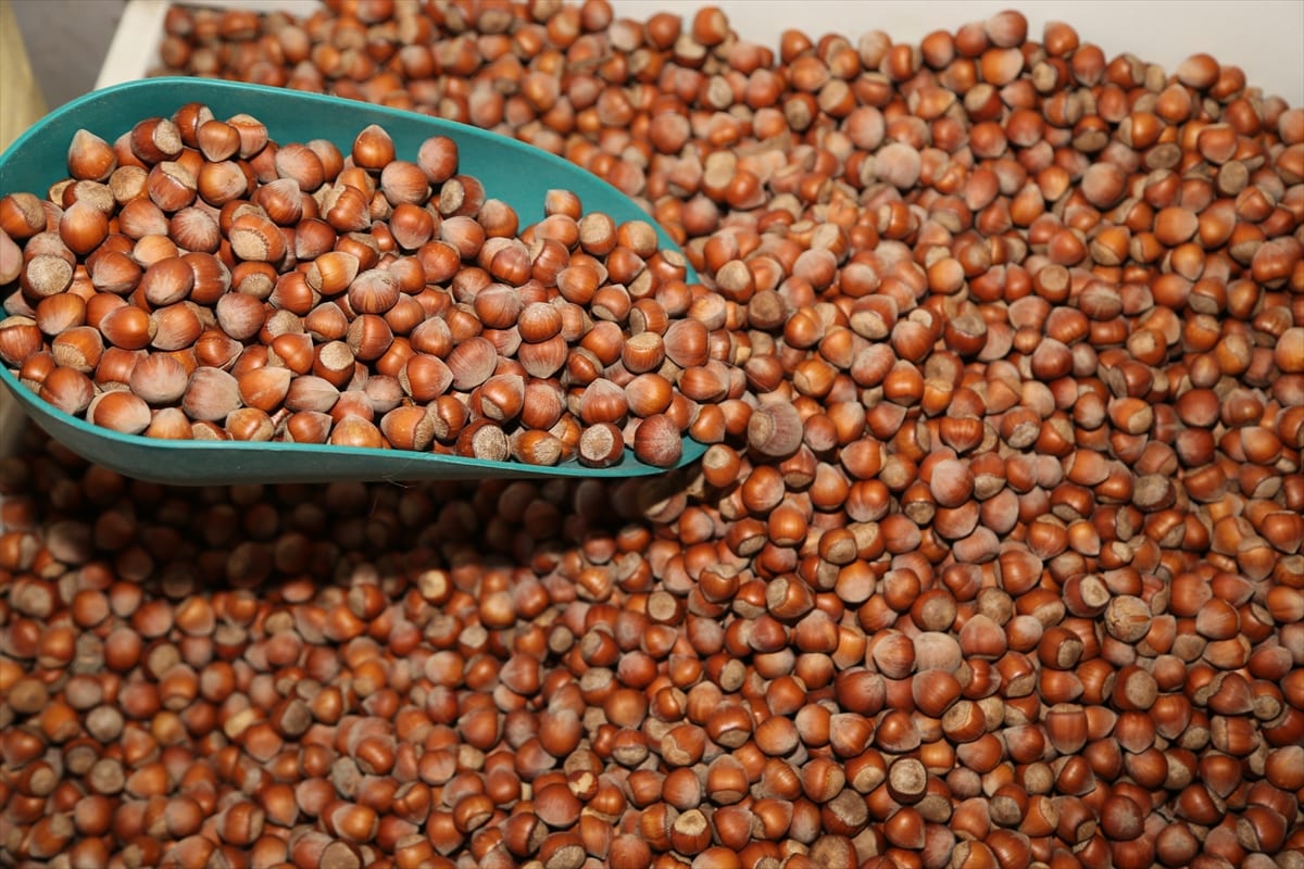 Fındık fiyatları açıklandı! Fındık fiyatları ne kadar? 14 Ekim fındık fiyatları