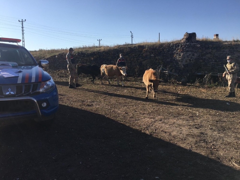 Jandarma çalınan büyükbaşları sahiplerine teslim etti