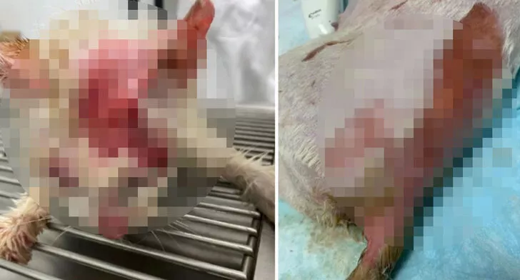 Hamile kedinin üzerine kaynar su döktü: Anne, 4 yavrusuyla birlikte öldü!