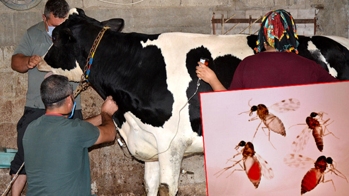 Kör eden sinek nedir? Nasıl öldürülür? Nasıl korunulur? Kör eden sinek ısırmasının tedavisi var mı?