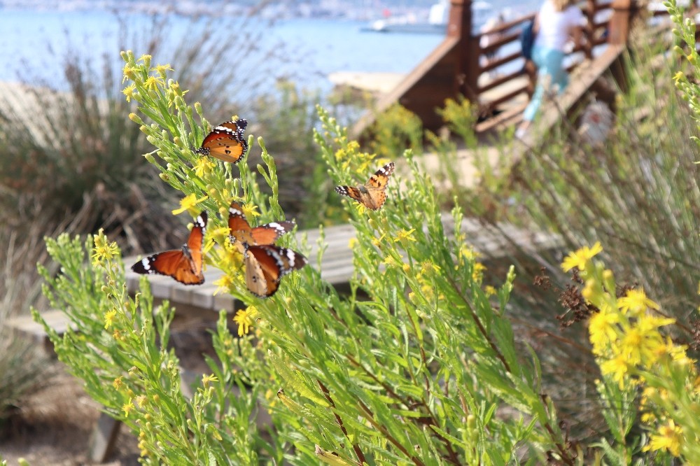 Doğa fotoğrafçısından dev tutku: Kelebekler