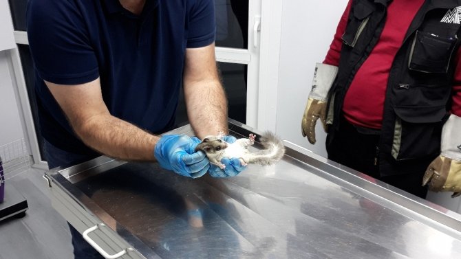 Bartın'da bulundu! Nesli tehlike altında olan Yediuyur tedavi altına alındı