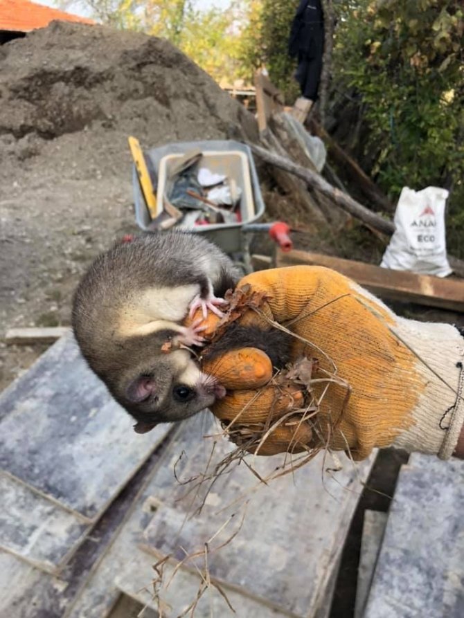 Bartın'da bulundu! Nesli tehlike altında olan Yediuyur tedavi altına alındı