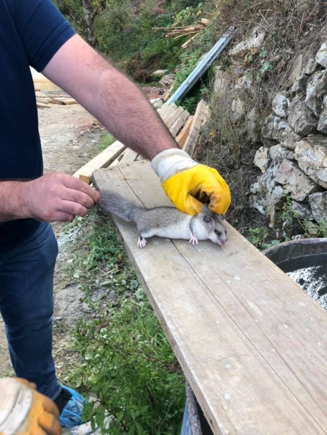 Bartın'da bulundu! Nesli tehlike altında olan Yediuyur tedavi altına alındı