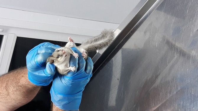 Bartın'da bulundu! Nesli tehlike altında olan Yediuyur tedavi altına alındı