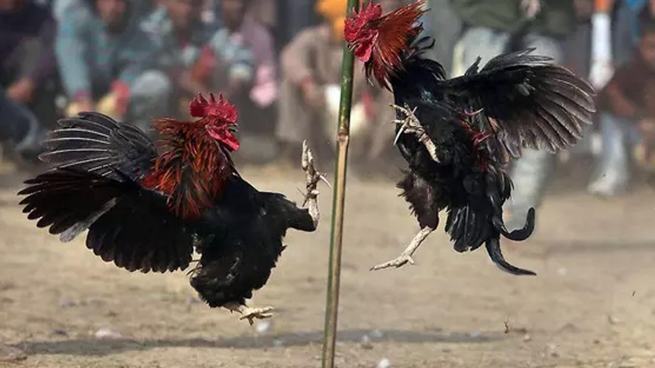 Yasadığı horoz dövüşü baskınında horoz polisi öldürdü