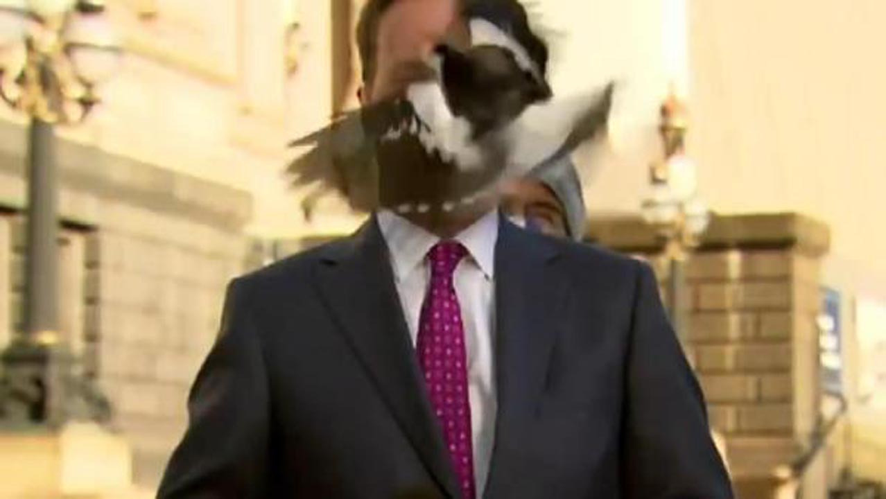 Canlı yayında talihsiz kaza! Muhabirin yüzüne kuş çarptı