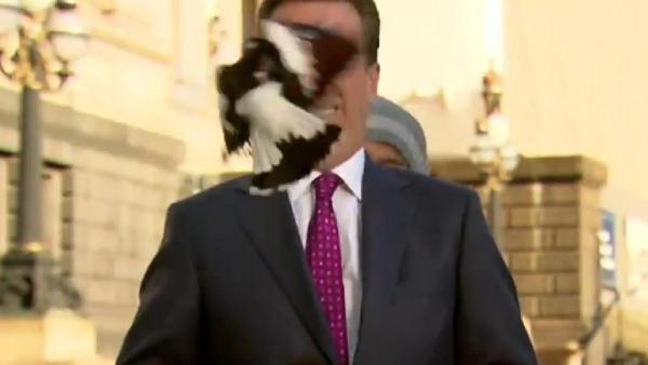 Canlı yayında talihsiz kaza! Muhabirin yüzüne kuş çarptı