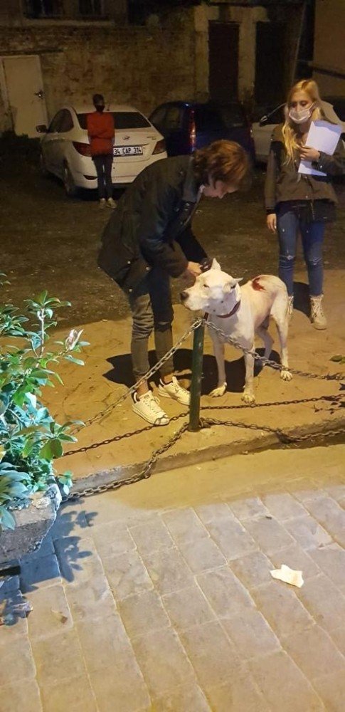 Amerikalı kadının Dogo Argentino cinsi köpeği kediyi öldürdü, mahalleli isyan etti!