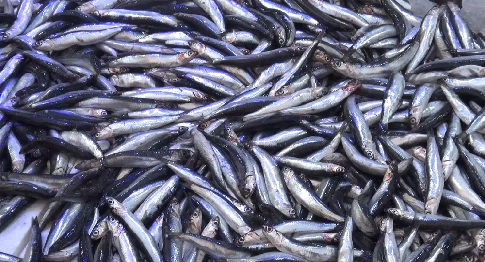 Tezgahların gözdesi hamsi yerini almaya başladı