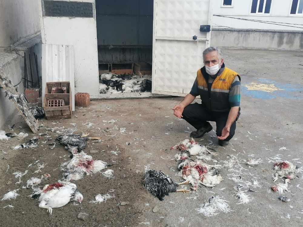 Bursa'da kümese giren pitbullar katliamı yaptı