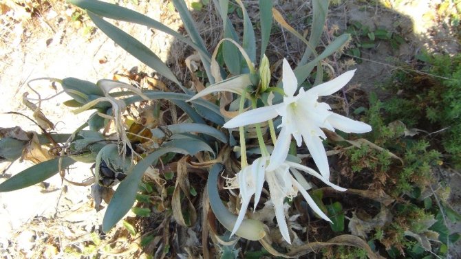 Bu çiçeği koparmanın cezası 73 bin 747 lira ceza! Şaka değil, gerçek!