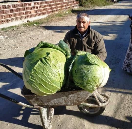 Keçi gübresiyle yetiştirdiği sebzelerin büyüklüğü görenleri şaşkına çevirdi!