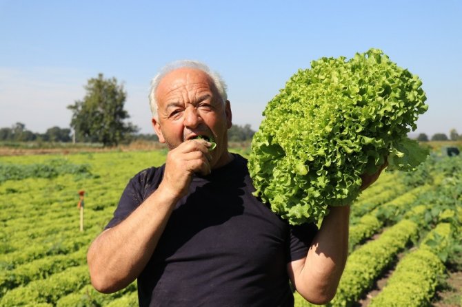 Marul çiftçileri marul fiyatından memnun!