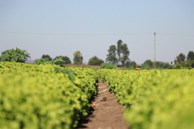 Marul çiftçileri marul fiyatından memnun!