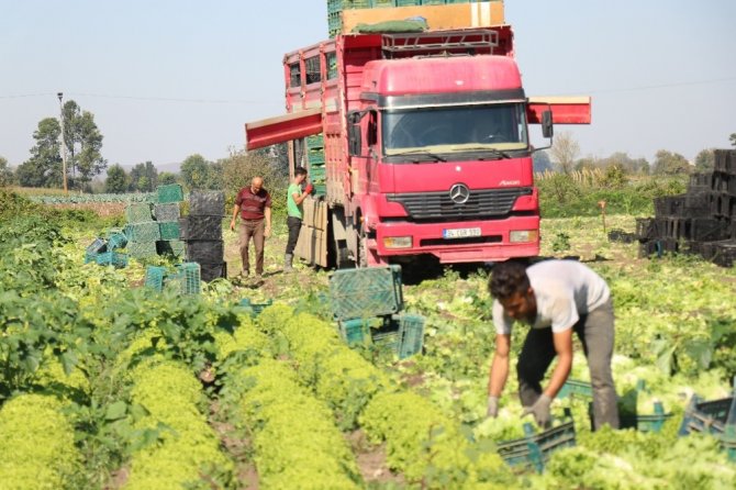 Marul çiftçileri marul fiyatından memnun!