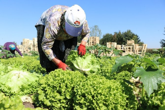 Marul çiftçileri marul fiyatından memnun!
