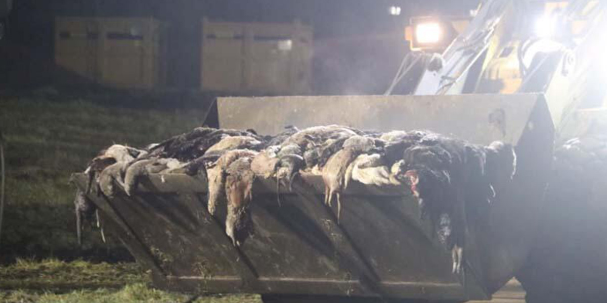 O ülkede milyonlarca vizon toplu mezarlara gömülüyor