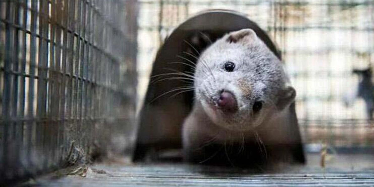 O ülkede milyonlarca vizon toplu mezarlara gömülüyor