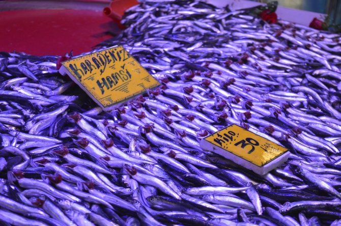 Hamsi fiyatlarında büyük artış! Kilosu birden yüzde 50 zamlandı