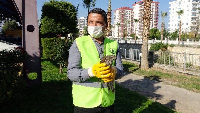 İlginç anlar! Tedavisi tamamlanan Atmacaya, Kargalar saldırdı