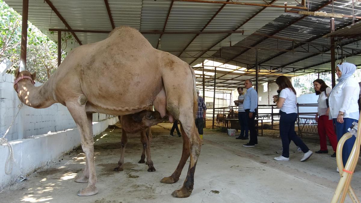 Aydın'da üretilen deve sütüne yoğun talep