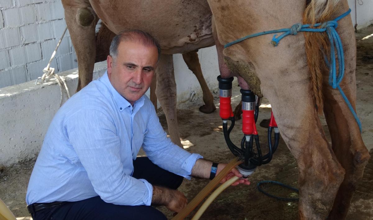 Aydın'da üretilen deve sütüne yoğun talep