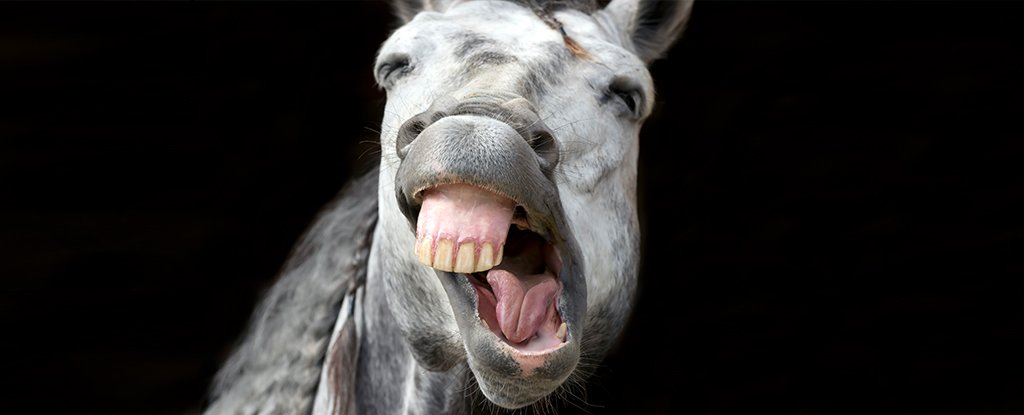 horse-smile-10241.jpg