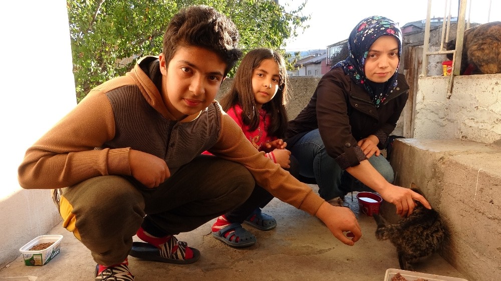 Sivas'ta 60 sokak kedisine canı gibi bakıyor