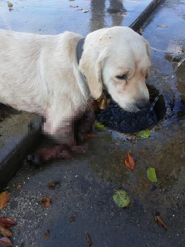 Resmen vahşet! Yaralı köpek, 2 bacağı kesilmiş halde bulundu