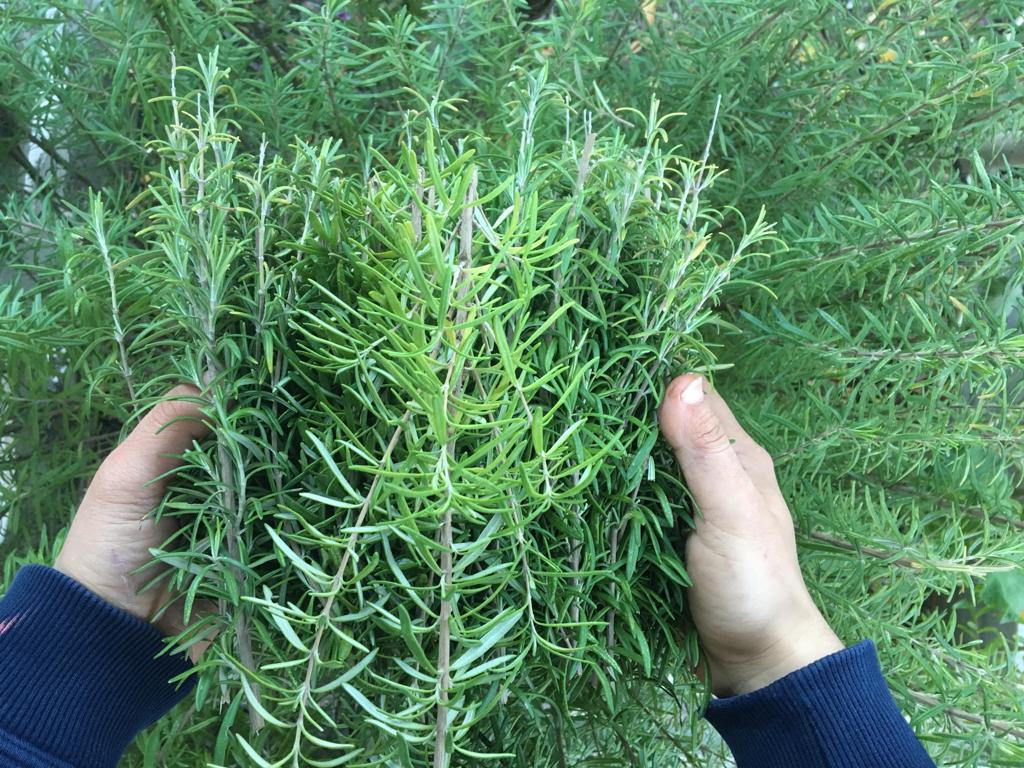 Hangi ağrıya ne iyi geliyor? Baş ağrısı, diş çürümesi, ülser ve kolestrole ne iyi gelir?