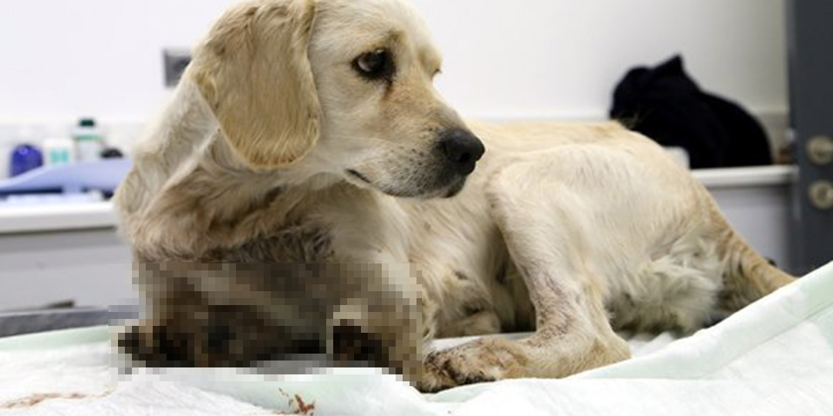 Resmen vahşet! Yaralı köpek, 2 bacağı kesilmiş halde bulundu