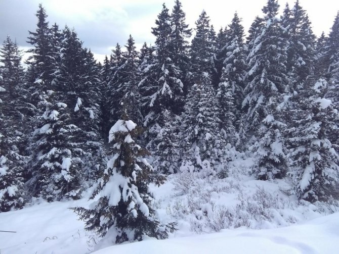 Kulakkaya Yaylası’na mevsimin ilk karı yağdı, ortaya kartpostallık görüntüler çıktı