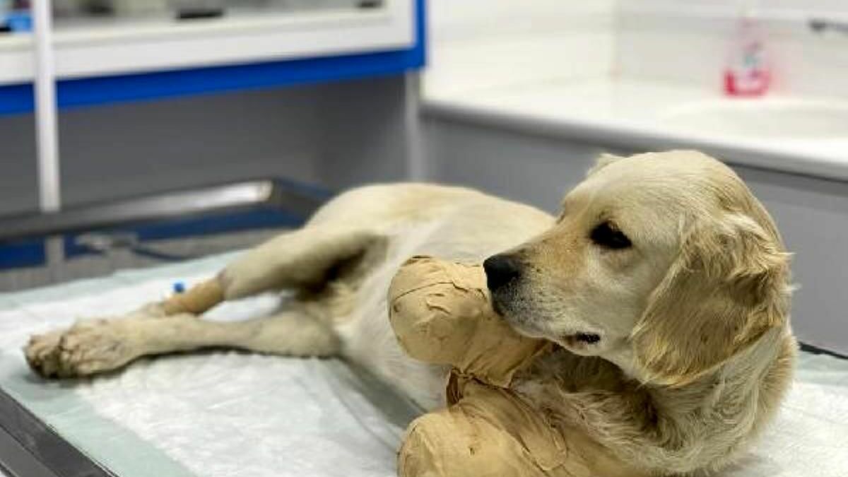 Patileri kesilmiş bulunan Pamuk köpekten sevindiren haber: Hayati tehlikeyi atlattı