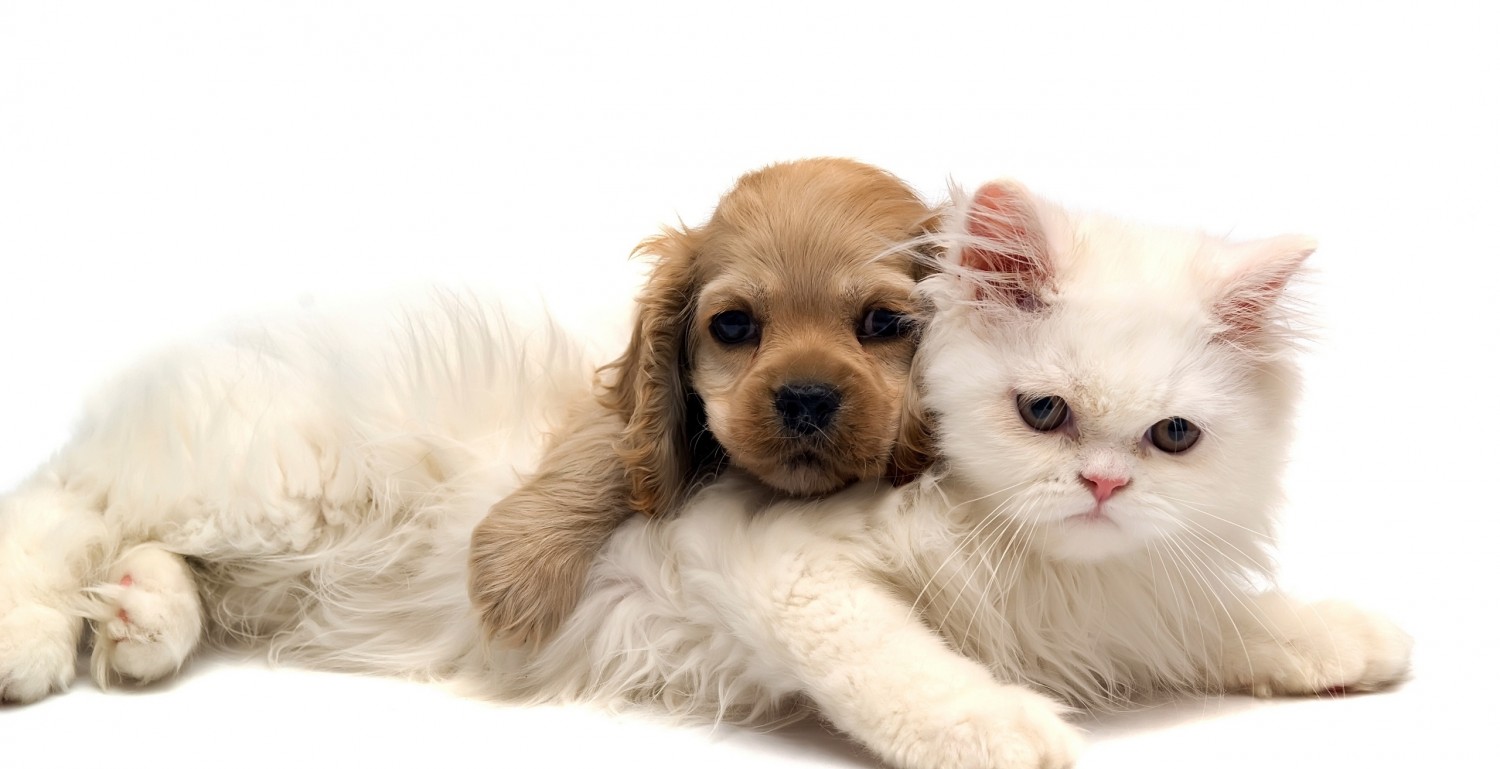 Gençlik hastalığı nedir? Köpeklerde genç hastalığı insana bulaşır mı? Distemper nedir?