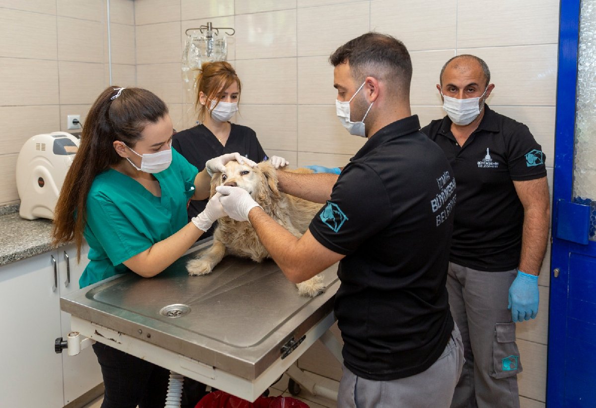 Gençlik hastalığı nedir? Köpeklerde genç hastalığı insana bulaşır mı? Distemper nedir?