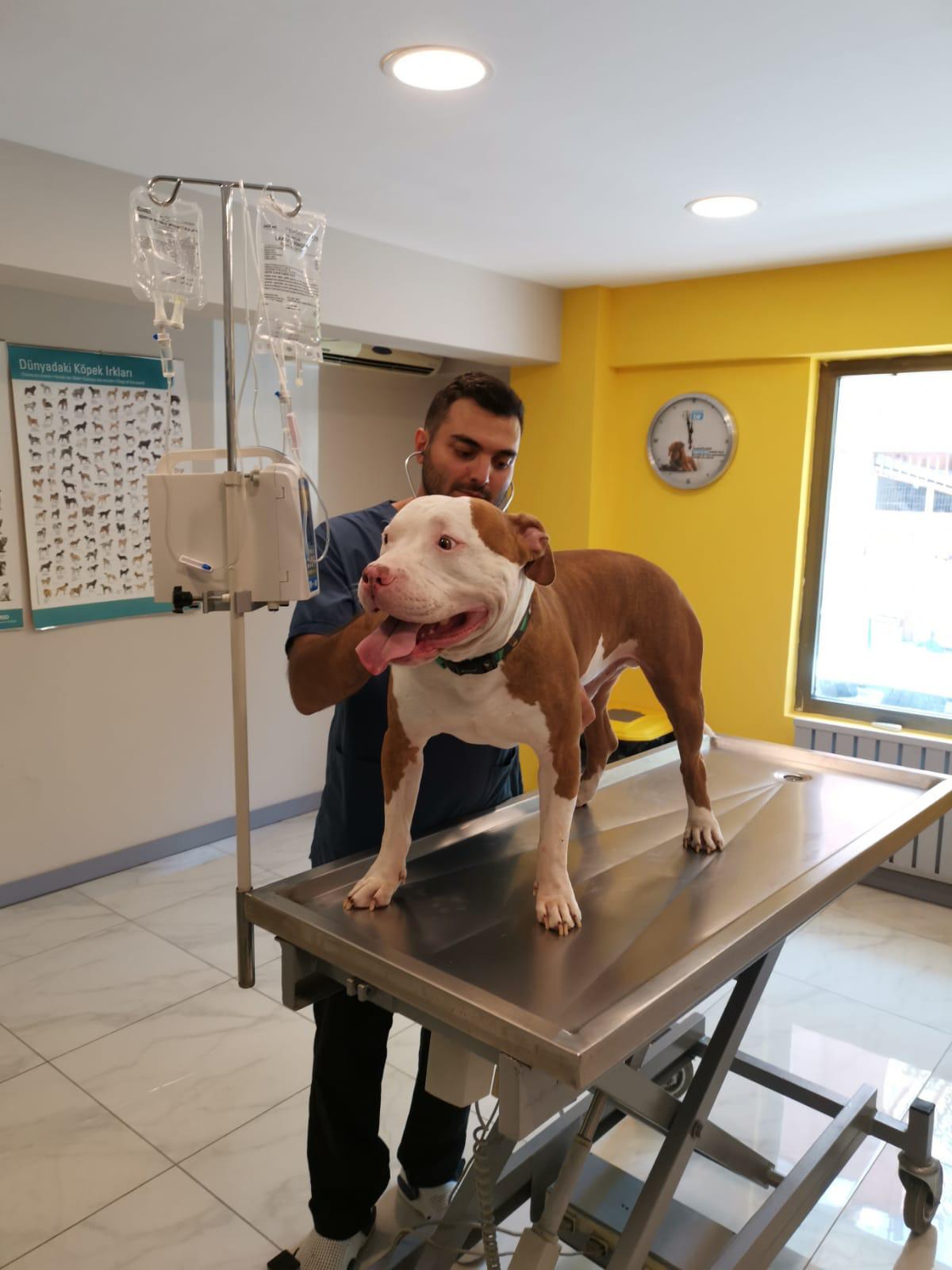 Gençlik hastalığı nedir? Köpeklerde genç hastalığı insana bulaşır mı? Distemper nedir?