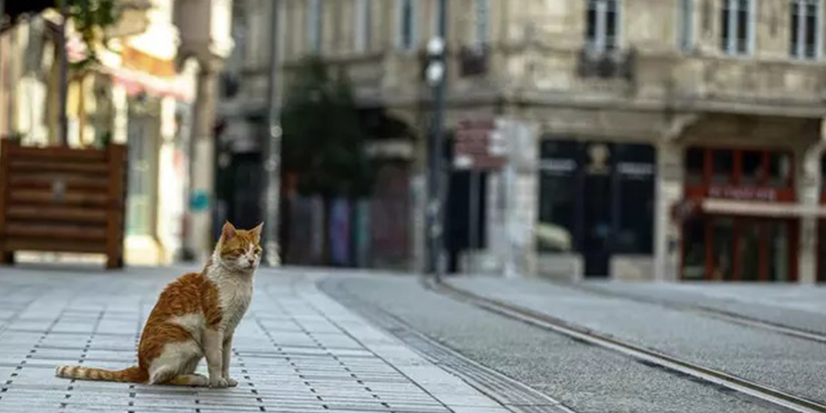 1 Aralık 2020 sokağa çıkma yasağı var mı? 1 Aralık sokağa çıkma yasağı saatleri neler?
