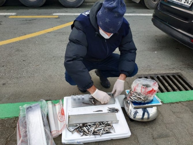 Rize’de boy ve ağırlık sınırlanmasına takılan 10 ton hamsiye el konuldu