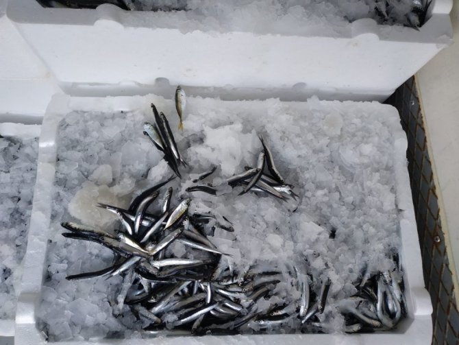 Rize’de boy ve ağırlık sınırlanmasına takılan 10 ton hamsiye el konuldu