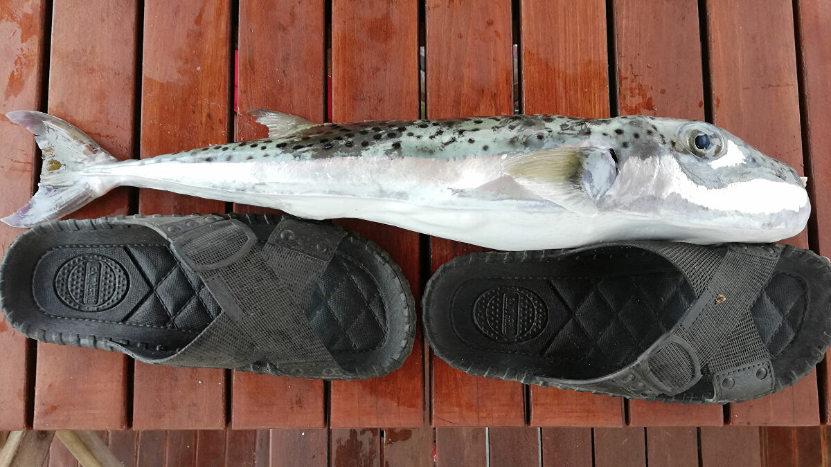 Resmi Gazete'de yayımlandı! Balon balığının kuyruğunu getiren 5 TL ödeme yapılacak